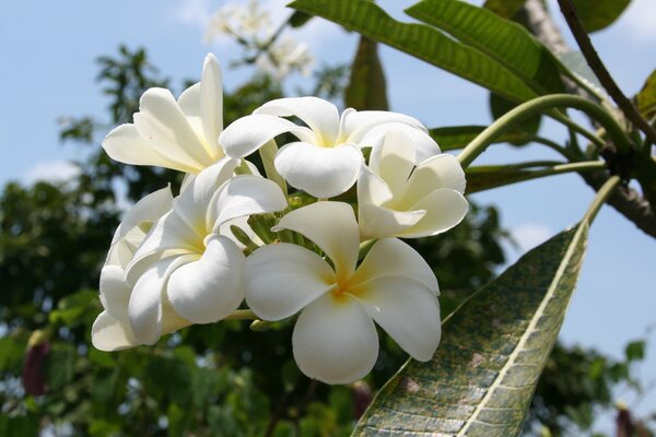 Beaux magnolias blancs en Thaïlande