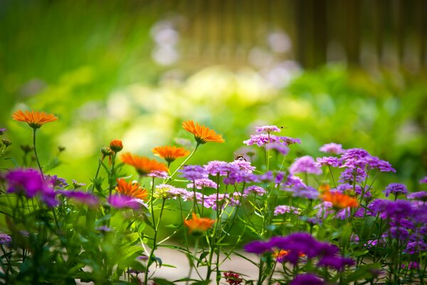 Foto Garten grün Blumen