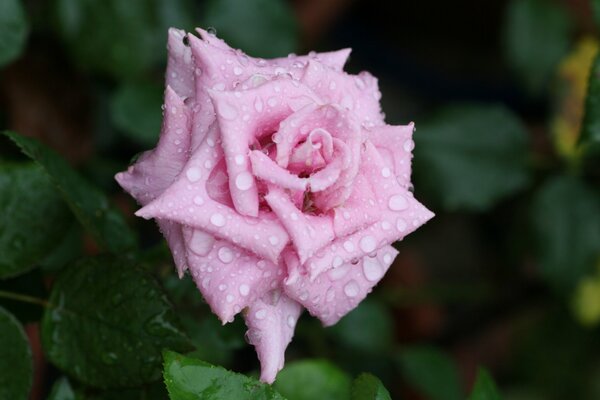 Eine Rose nach dem Regen geöffnet. Makrofotografie