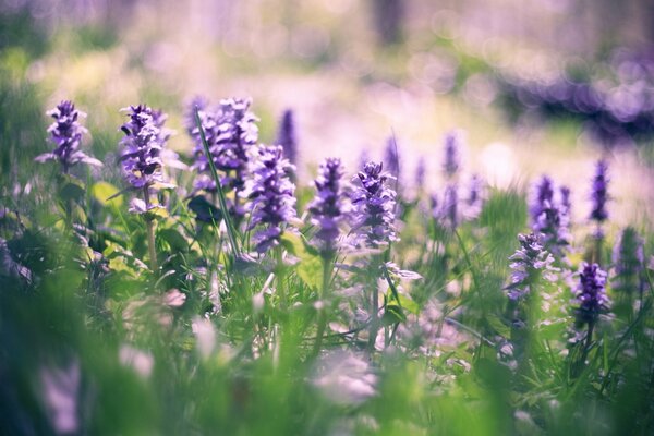 Lichtung zur Blütezeit der Blumen