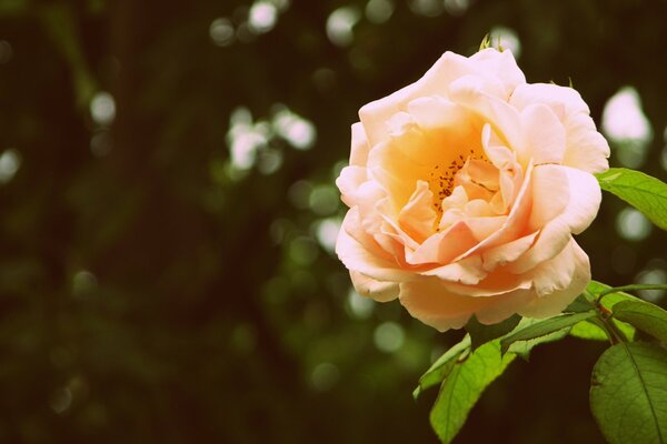 Pfirsichrose am grünen Stiel