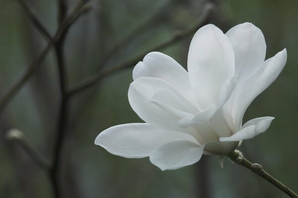 Magnolia délicat sur fond gris