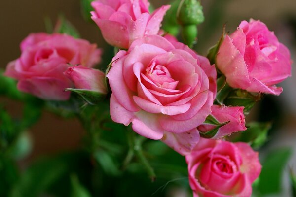 Bouquet de cinq belles roses roses