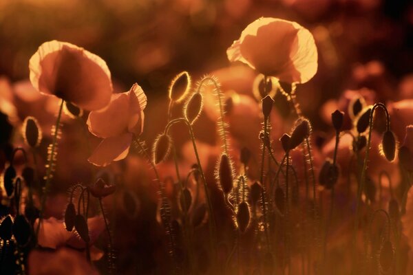 Coquelicots cramoisis dans le champ le soir