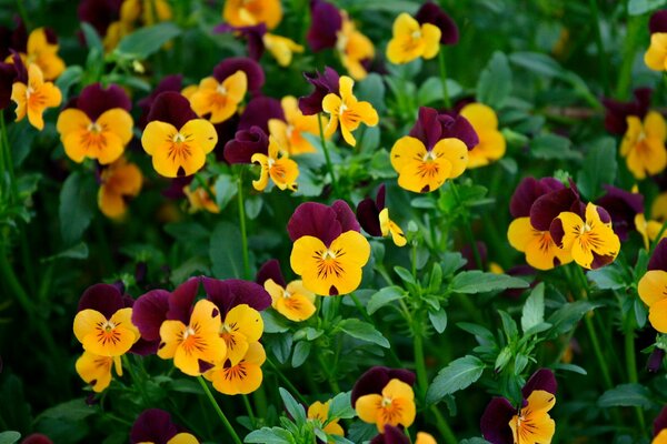 Flores de pensamiento y viola