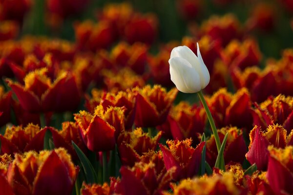 Tulipe blanche sur fond de mer de tulipes rouges