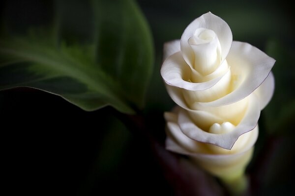 Fancy White Flower macro Shooting