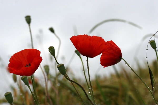 Gotas de lluvia sobre amapolas rojas