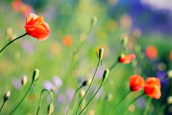 Das Feld der roten Mohnblumen. Sommer