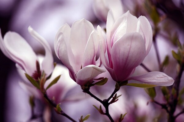 Delicate petals of lilac magnolia