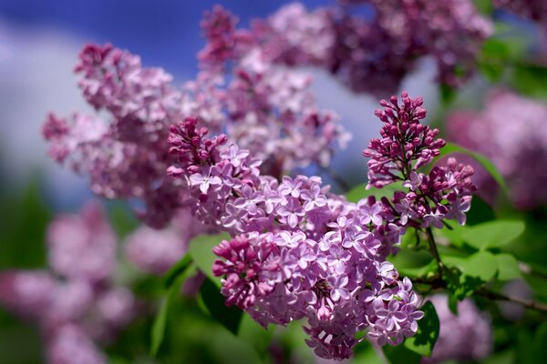 Lilas d été sur fond de ciel