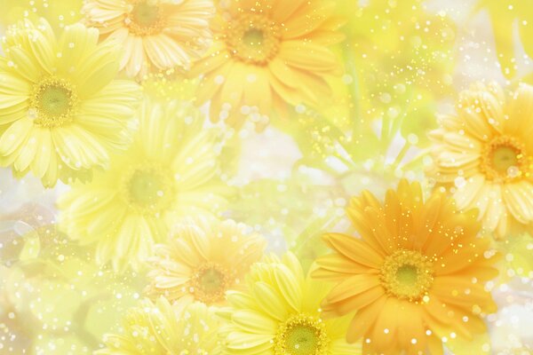 Yellow flowers on a white background