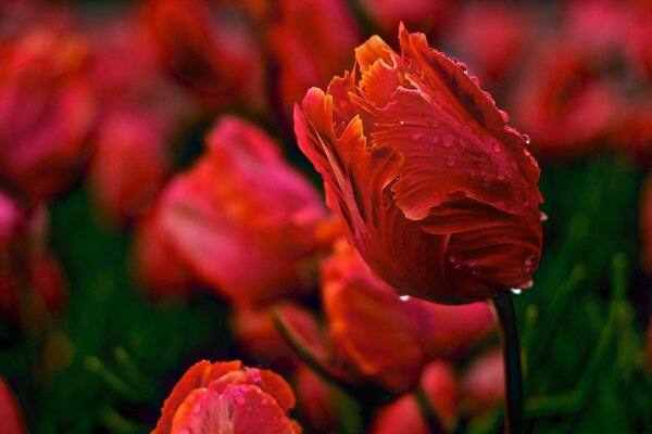 Red tulips after the rain