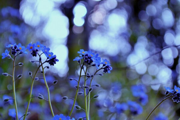 Foto de nomeolvides azules sobre un fondo de reflejos