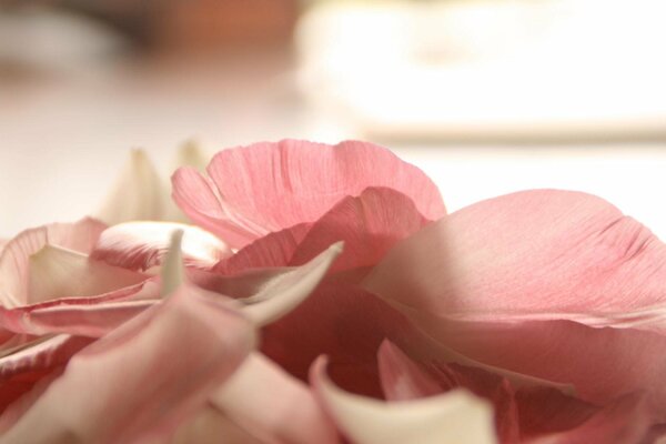 Petals from a rose someone does likes does not like