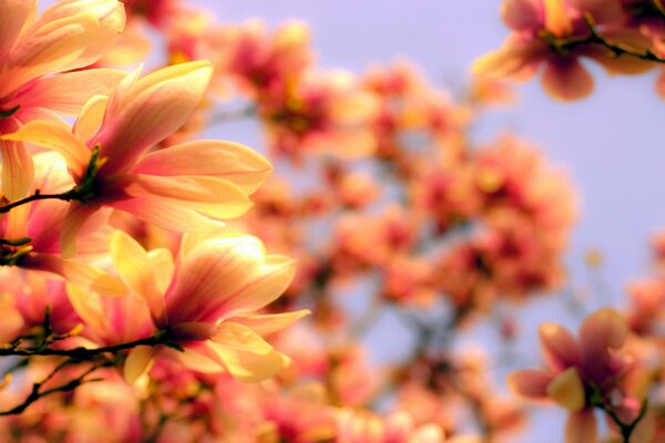 Bright petals of a blooming magnolia on a blurry background