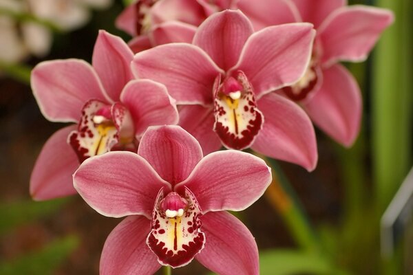 Spring orchid with pink petals