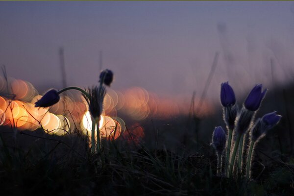 Fleurs dans la nature avec l agitation nocturne des phares