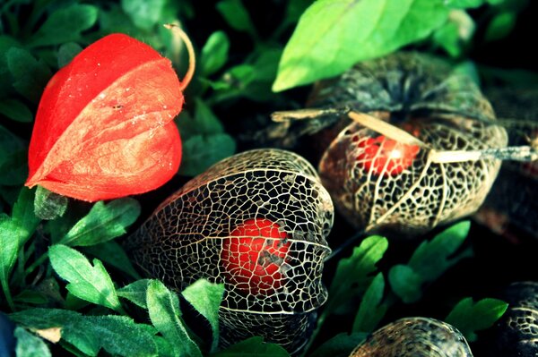 Physalis flowers in a box