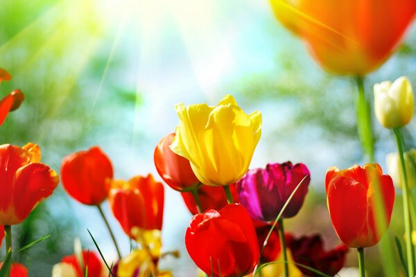 Colorful tulip buds on a spring day