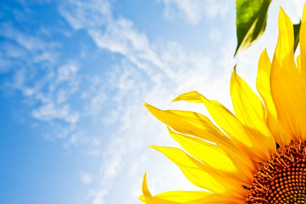 Sunflower on the background of a bright blue sky