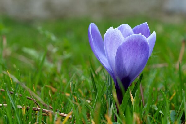 La primevère Crocus a une couleur pourpre