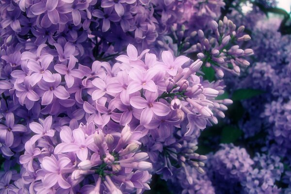 I lillà accecanti e luminosi sbocciarono in primavera