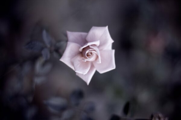 Delicate Pink Rose Petals