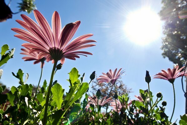 Spring pink flowers in the sun