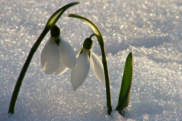 Nieve brillante con los primeros brotes