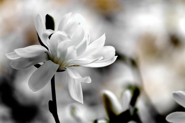 Fleur de Magnolia blanc macro tir