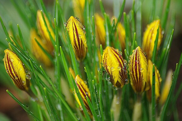 Crocus flower buds with dew drops