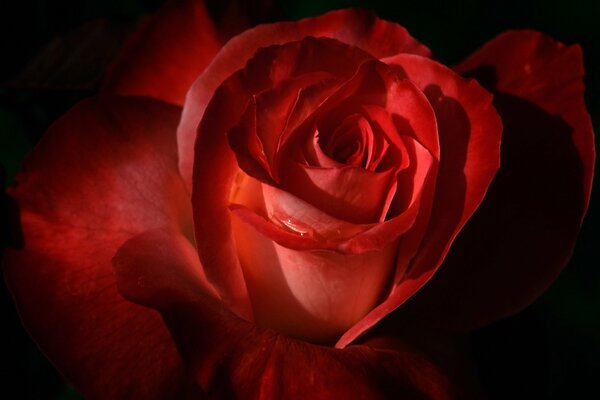 Rote Rosenknospe mit Blütenblättern