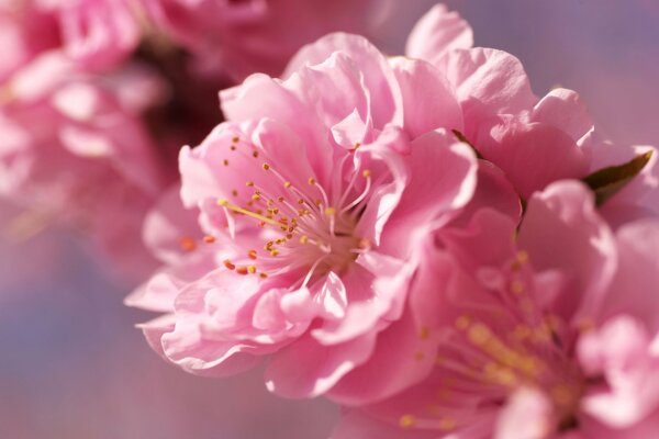 Rosa helle Kirschblütenblume auf verschwommenem Hintergrund