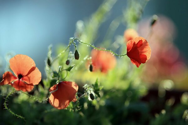 Juicy greens with poppies at dusk