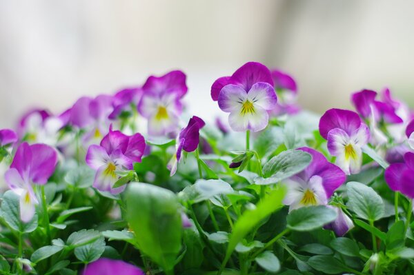 Flowers pansies in spring