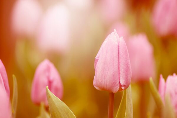 Tulipani rosa primaverili su sfondo sfocato