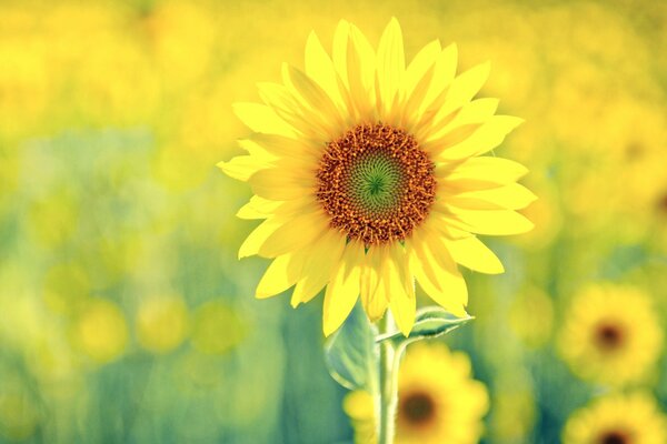 Campo de girasoles amarillos en el campo