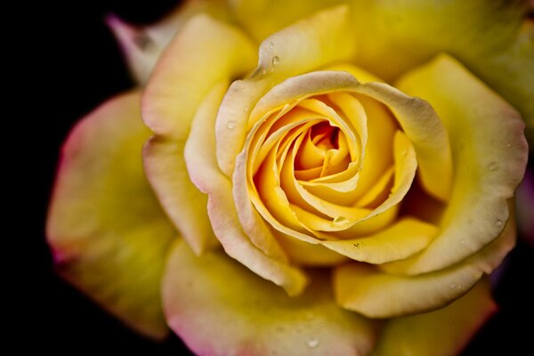 Rosa amarilla con gotas de rocío