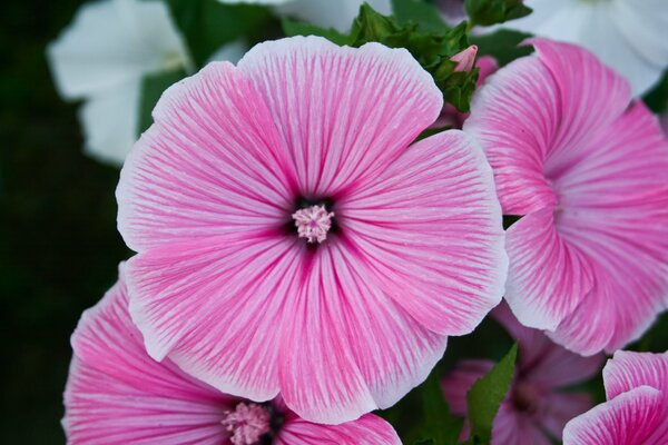 Delicadas flores Rosadas macro