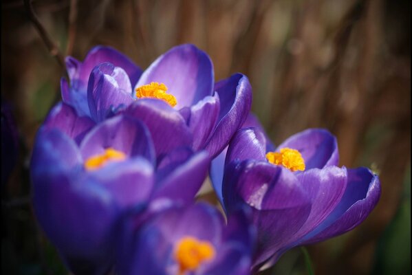 Purple petals flowers crocuses