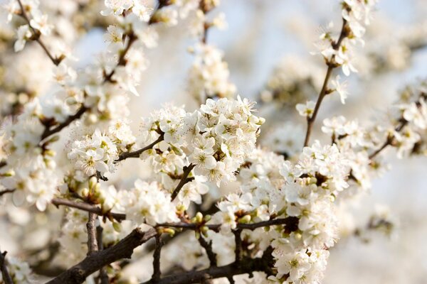 Fleurs de cerisier blanc au printemps