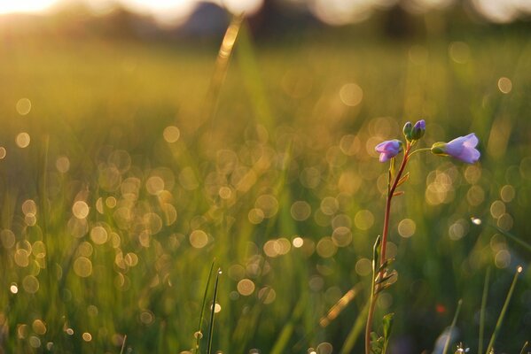 Gouttes de rosée sur l herbe d été