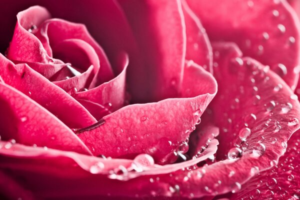 Gotas de rocío en pétalos de rosa