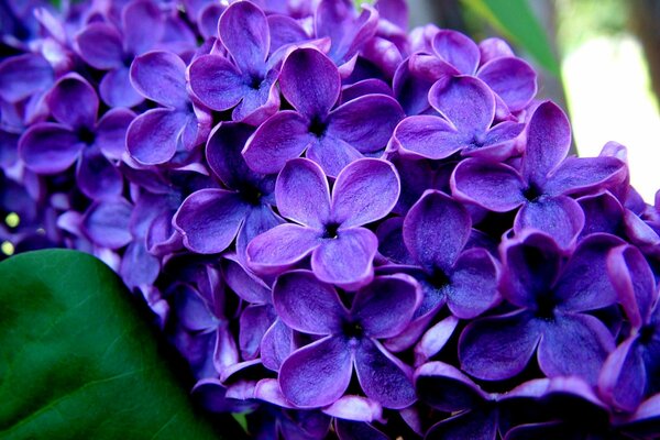 Branche brillante de lilas. Lilas macro photographie