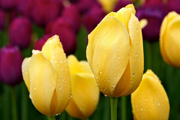 Rosée de l aube sur les bourgeons de tulipes