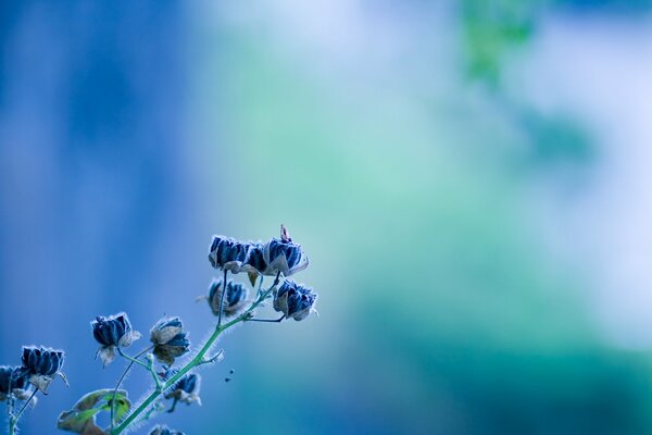 Fleur bleue sur fond bleu avec turquoise