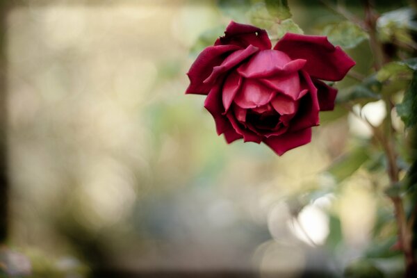 Red rose flower on a blurry background