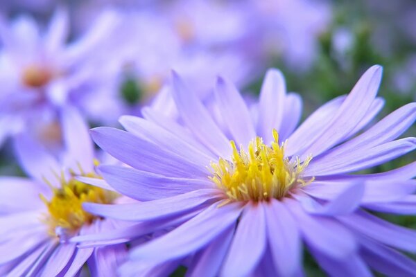 Not ordinary flowers petals lilac and macro yellow