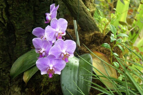 Zdjęcie liliowej orchidei w lesie z kroplami Rossy